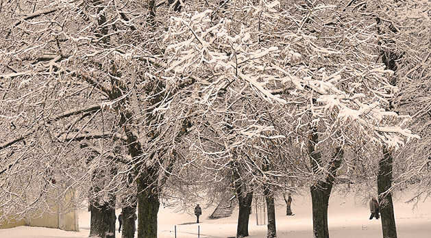 Magnificent winter