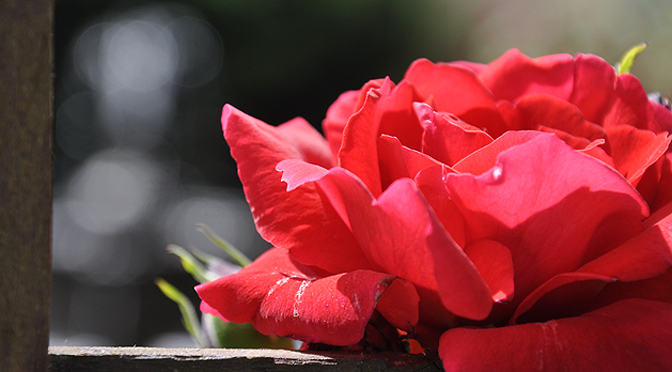 Afternoon bloom